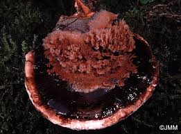 Attēlu rezultāti vaicājumam “Sporophagomyces chrysostomus”