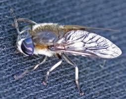 Attēlu rezultāti vaicājumam “Heptatoma pellucens”