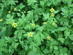 Image result for Geum urbanum