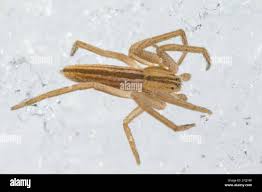 Attēlu rezultāti vaicājumam “Tibellus oblongus”