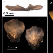 Image result for Eumegistus illustris