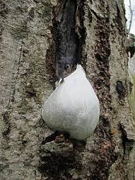 Attēlu rezultāti vaicājumam “Lycogala flavofuscum”