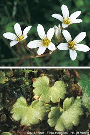 Attēlu rezultāti vaicājumam “Saxifraga granulata”