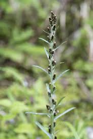 Attēlu rezultāti vaicājumam “Gnaphalium sylvaticum flower”