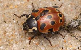 Attēlu rezultāti vaicājumam “Schizolachnus pineti”