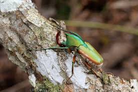 Attēlu rezultāti vaicājumam “Scarabaeidae”