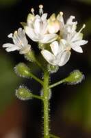 Attēlu rezultāti vaicājumam “Circaea alpina flower”