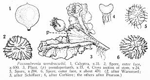 Attēlu rezultāti vaicājumam “Fossombronia wondraczekii”