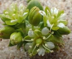 Attēlu rezultāti vaicājumam “Honckenya peploides flower”