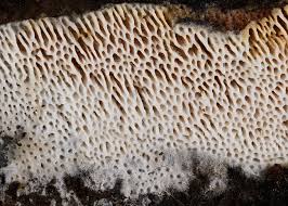 Attēlu rezultāti vaicājumam “Ceriporia purpurea”