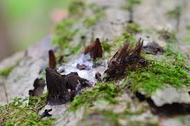 Attēlu rezultāti vaicājumam “Stemonitis splendens stalked”