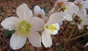 Attēlu rezultāti vaicājumam “Helleborus niger flower”