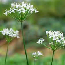 Image result for Schnittknoblauch