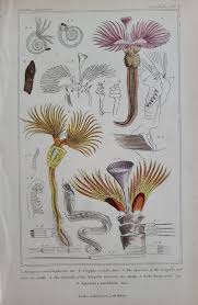 Attēlu rezultāti vaicājumam “Annelides”