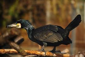 Image result for Phalacrocorax carbo