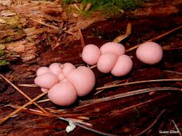 Attēlu rezultāti vaicājumam “Lycogala cf. convexum sessile”