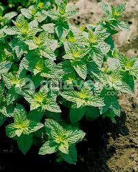 Attēlu rezultāti vaicājumam “Mentha x verticillata”