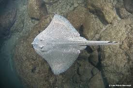 Image result for Raja brachyura