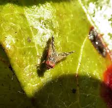 Attēlu rezultāti vaicājumam “Tenthredo scrophulariae exuvia”