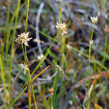 Attēlu rezultāti vaicājumam “Rhynchospora alba flower”