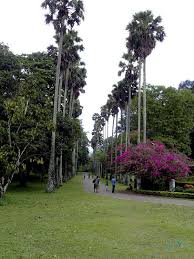 Image result for шри ланка королевский ботанический сад
