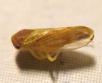 Attēlu rezultāti vaicājumam “Oncopsis sp.”