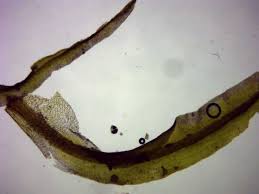 Attēlu rezultāti vaicājumam “Oxystegus tenuirostris”