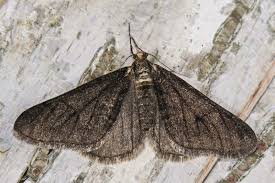 Attēlu rezultāti vaicājumam “Agriopis leucophaearia”