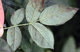 Attēlu rezultāti vaicājumam “Rosa subcanina leaf”