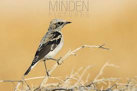 Attēlu rezultāti vaicājumam “Oenanthe oenanthe juvenile”