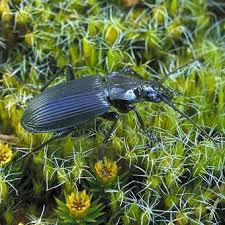 Attēlu rezultāti vaicājumam “Carabidae”