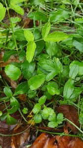 Attēlu rezultāti vaicājumam “Laserpitium latifolium leaf”