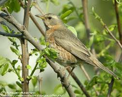 Image result for Turdus naumanni