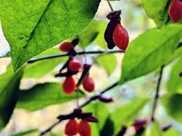Attēlu rezultāti vaicājumam “Euonymus fruit”