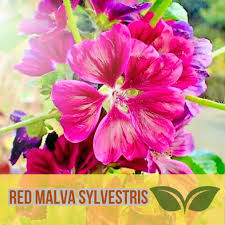 Image result for Malva sylvestris var. mauritiana