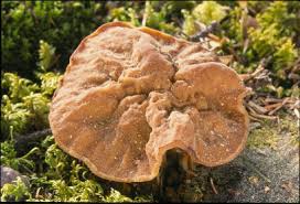 Attēlu rezultāti vaicājumam “Discina perlata”