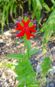 Attēlu rezultāti vaicājumam “Silene chalcedonica flower”