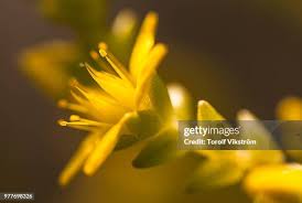 Attēlu rezultāti vaicājumam “Sedum acre bud”