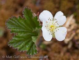Attēlu rezultāti vaicājumam “Rubus chamaemorus flower”