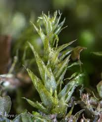 Attēlu rezultāti vaicājumam “Pseudotaxiphyllum elegans macro”