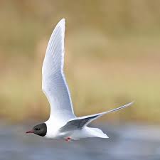 Attēlu rezultāti vaicājumam “Larus minutus”