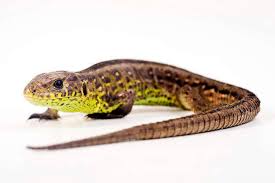 Attēlu rezultāti vaicājumam “Lacerta agilis female”