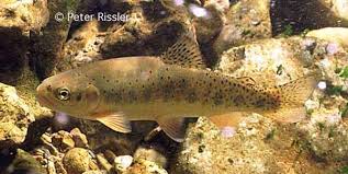 Image result for Oncorhynchus clarkii