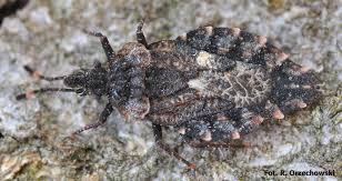 Attēlu rezultāti vaicājumam “Aradus betulae”