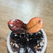 Image result for zamiokulkas