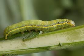 Attēlu rezultāti vaicājumam “Lacanobia oleracea”