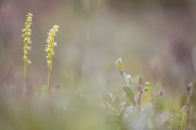 Attēlu rezultāti vaicājumam “Herminium monorchis flower”