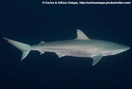 Image result for Carcharhinus acronotus