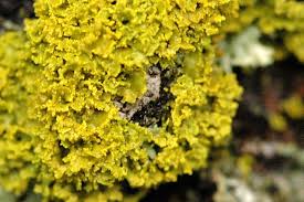 Attēlu rezultāti vaicājumam “Xanthoria candelaria”