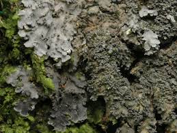 Attēlu rezultāti vaicājumam “Parmeliella triptophylla”